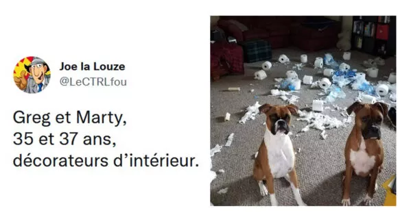 Image de couverture de l'article : Les 20 meilleurs tweets sur les jobs des animaux, faut bien qu’ils bossent eux aussi !
