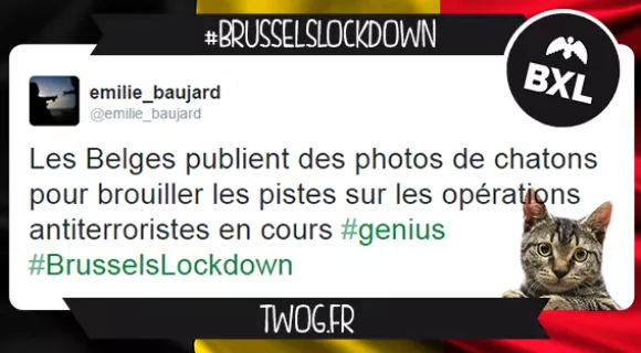 Image de couverture de l'article : #BrusselsLockdown quand les Belges tweetent des chatons