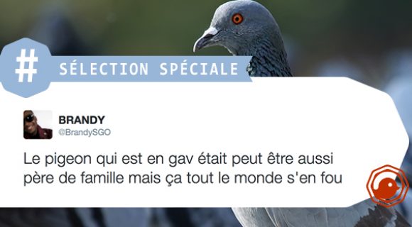 Image de couverture de l'article : Twitter solidaire du pigeon qui avait été placé en garde-à-vue