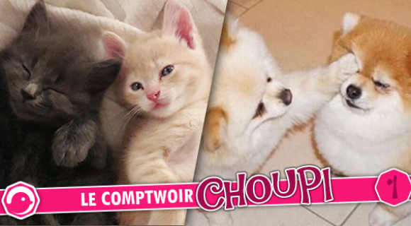 Image de couverture de l'article : Le Comptwoir Choupi #1