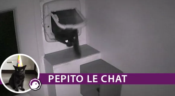 Image de couverture de l'article : Connaissez vous Pepito le chat ?