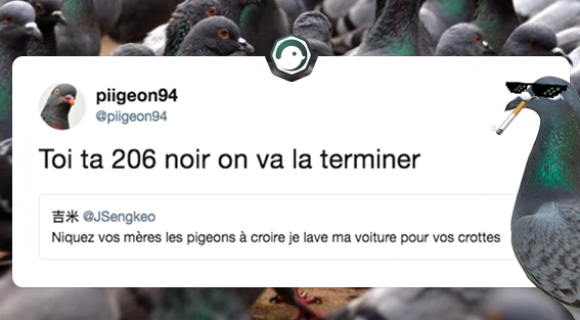 Image de couverture de l'article : Quand les pigeons se rebiffent sur Twitter