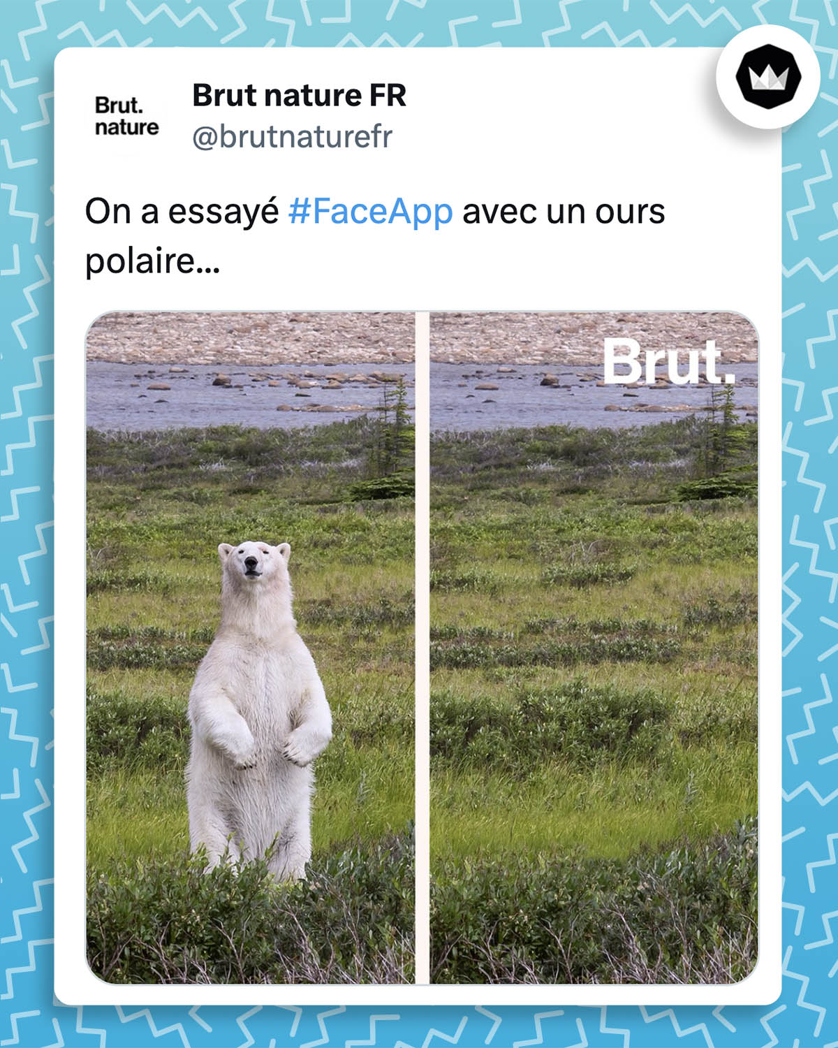 Tweet de @brutnaturefr : 
"On a essayé #faceapp avec un ours polaire..."
La première image représente un ours polaire. Et sur la seconde image, l'ours a disparu.