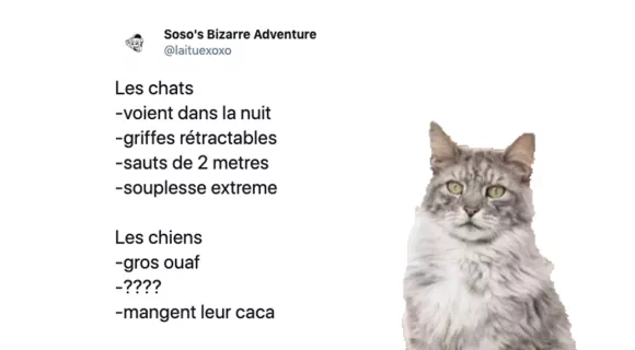 Image de couverture de l'article : Journée internationale du chat 2019 : les meilleurs tweets