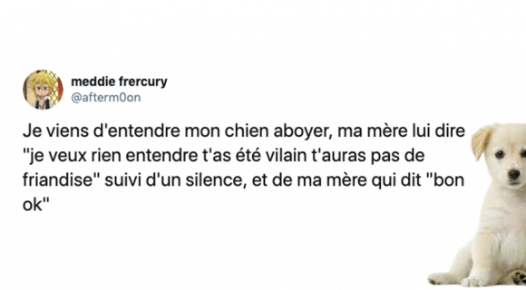 Image de couverture de l'article : Journée mondiale du chien : les meilleurs tweets !