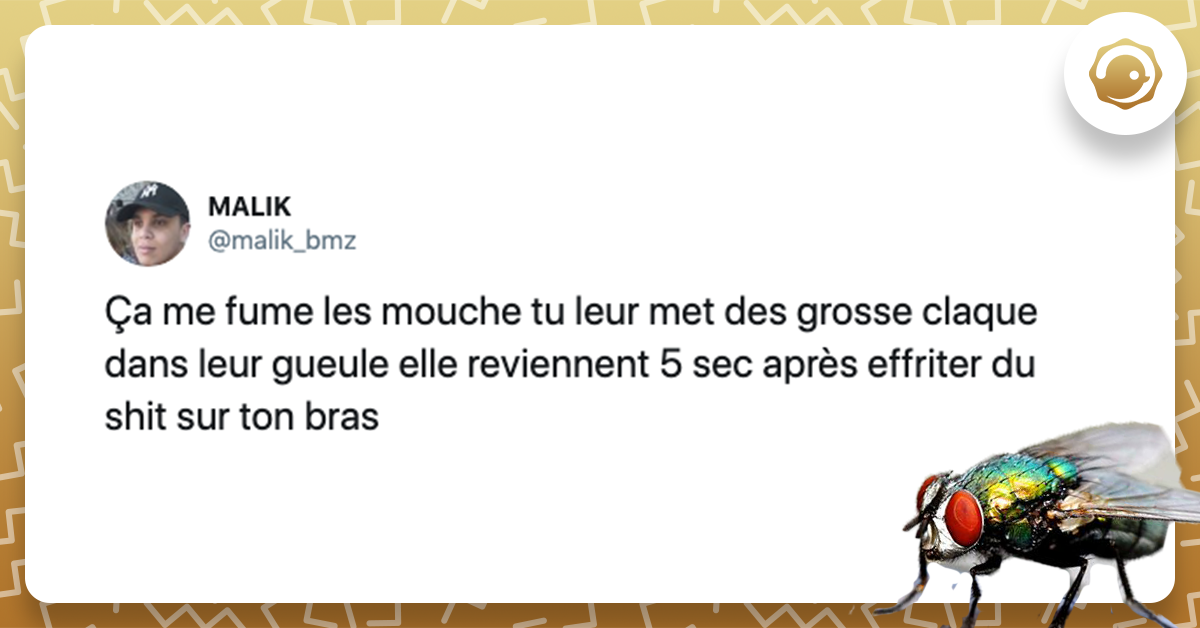 Les 16 Meilleurs Tweets Sur Les Mouches Ces Insectes Qu on Aime Du les-16-meilleurs-tweets-sur-les-mouches-ces-insectes-qu-on-aime-du
