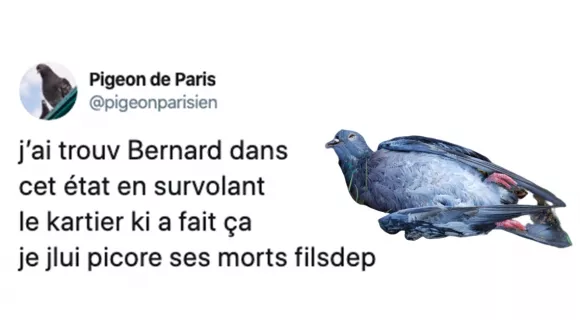 Image de couverture de l'article : Le cadavre d’un des leurs retrouvé : les pigeons ont la haine sur Twitter !