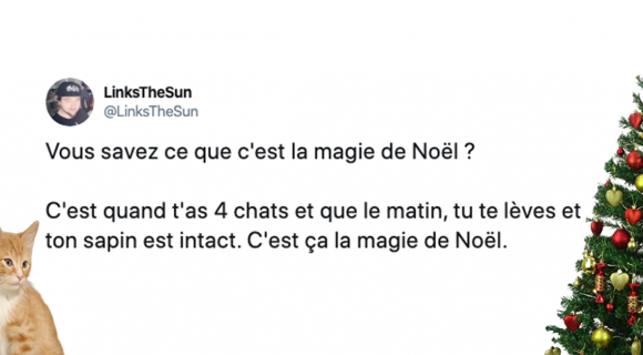 Image de couverture de l'article : Les 15 meilleurs tweets sur le sapin, roi des forêts que j’aime ta verduuure !