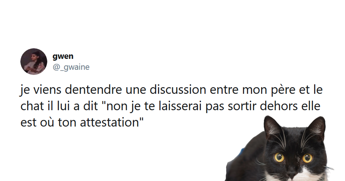 Les Meilleurs Tweets Sur Les Chats Qu Est Ce Tu Fais La Humain Va Bosser Twog