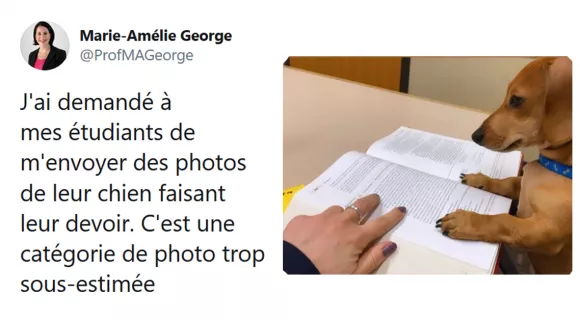 Image de couverture de l'article : Les 15 meilleurs tweets sur les chiens qui font leur devoir, ils bossent dur eux-aussi