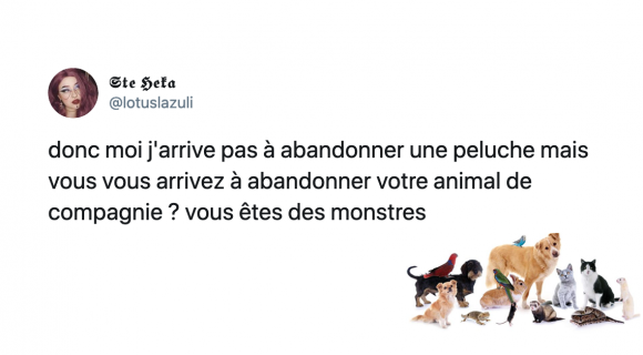 Image de couverture de l'article : Les 20 meilleurs tweets sur les animaux de compagnie, mon chat avant les potes !