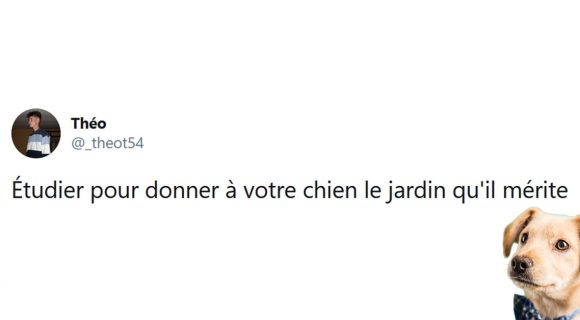 Image de couverture de l'article : Journée mondiale des chiens 2020 : les meilleurs tweets