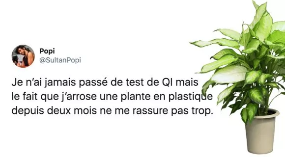 Image de couverture de l'article : Les 20 meilleurs tweets sur les plantes d’intérieur