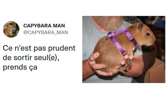 Image de couverture de l'article : Connaissez-vous le capybara, l’animal le plus drôle d’Internet ?