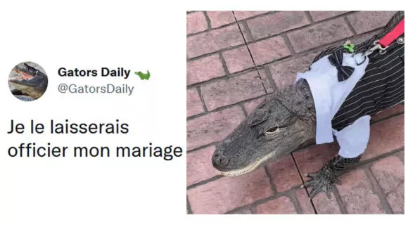 Image de couverture de l'article : Top 15 des raisons d’avoir un alligator de compagnie
