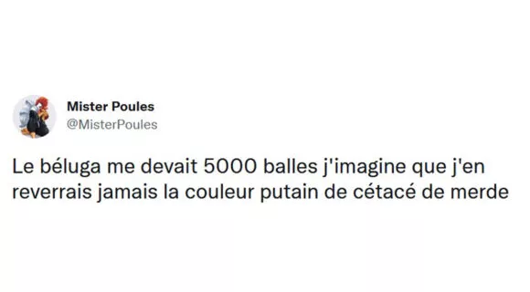Image de couverture de l'article : Les 25 meilleurs tweets sur le béluga échoué dans la Seine, RIP petit ange parti trop tôt