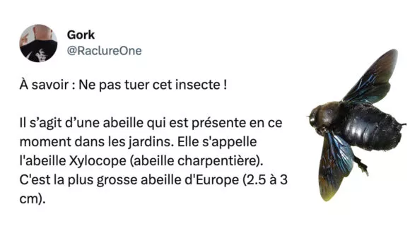 Image de couverture de l'article : Thread : protégeons les abeilles charpentières