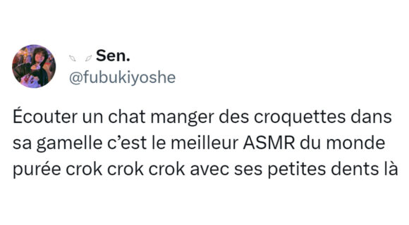 Image de couverture de l'article : Top 16 des tweets sur les croquettes, avouez vous avez toujours voulu goûter