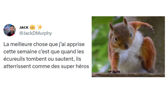 Image de couverture de l'article : Top 15 des tweets sur les écureuils, ces BG des jardins publics