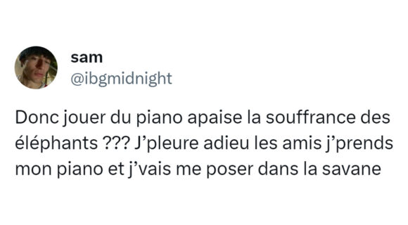 Image de couverture de l'article : Top 15 des tweets sur les éléphants, les plus belles oreilles de la jungle