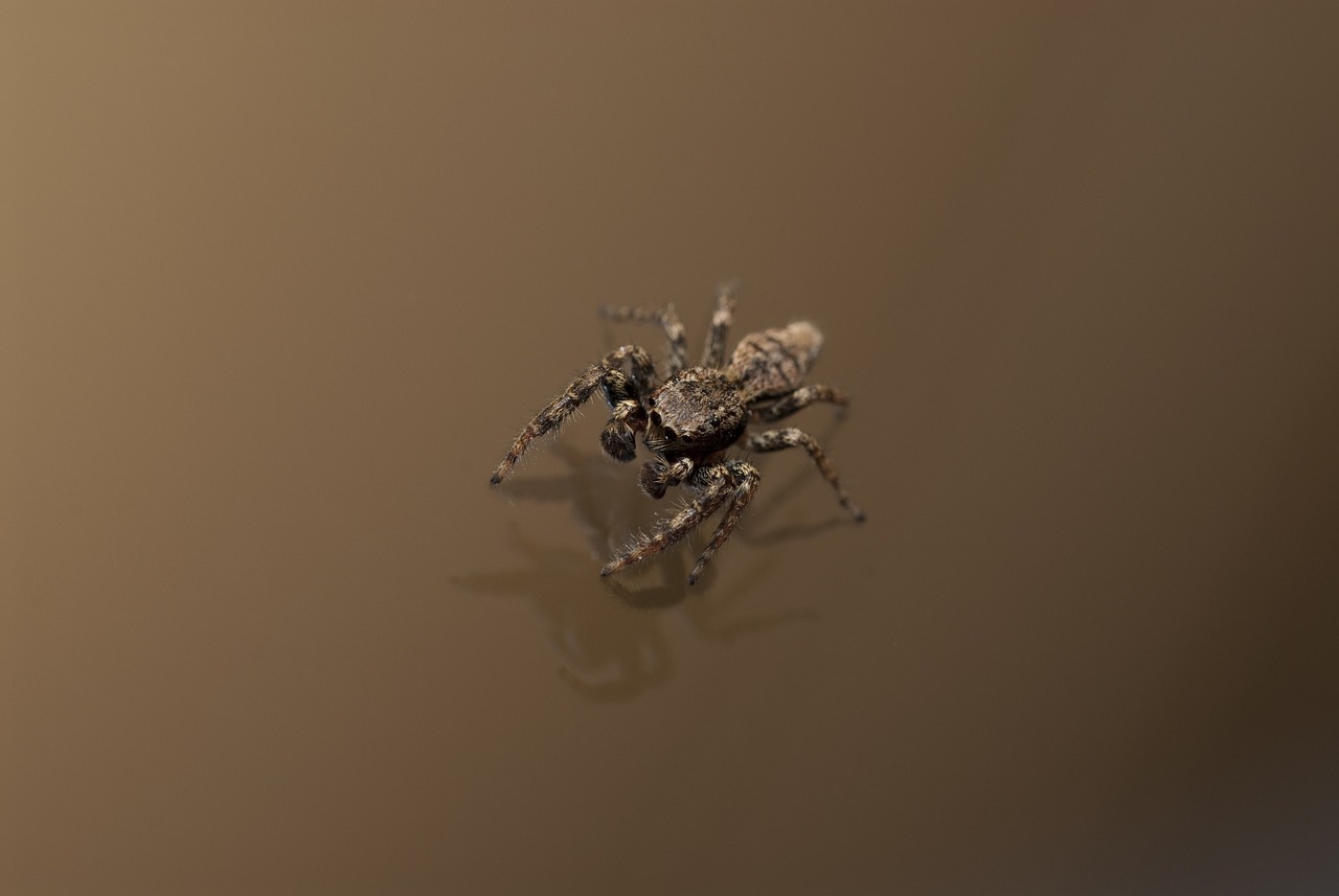 Photo d'une araignée