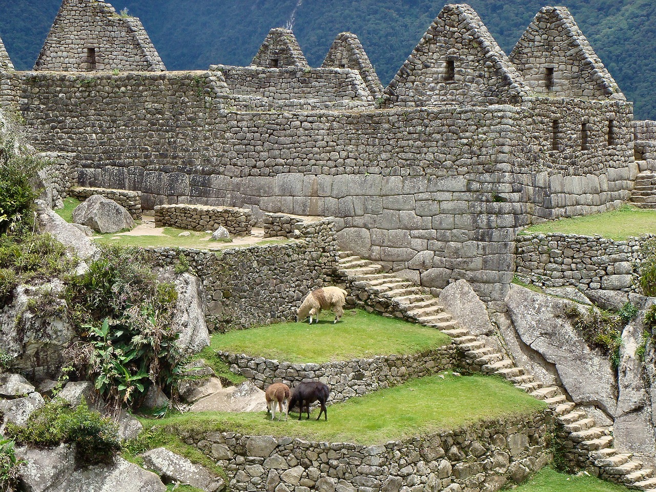 Photo de lamas dans le Machu Picchu