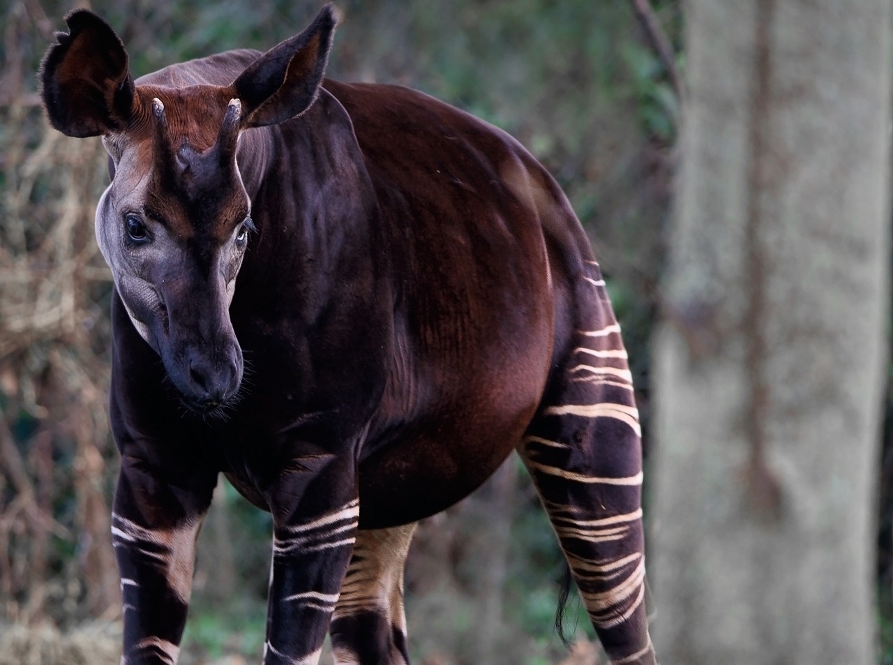 Photo d'un okapi