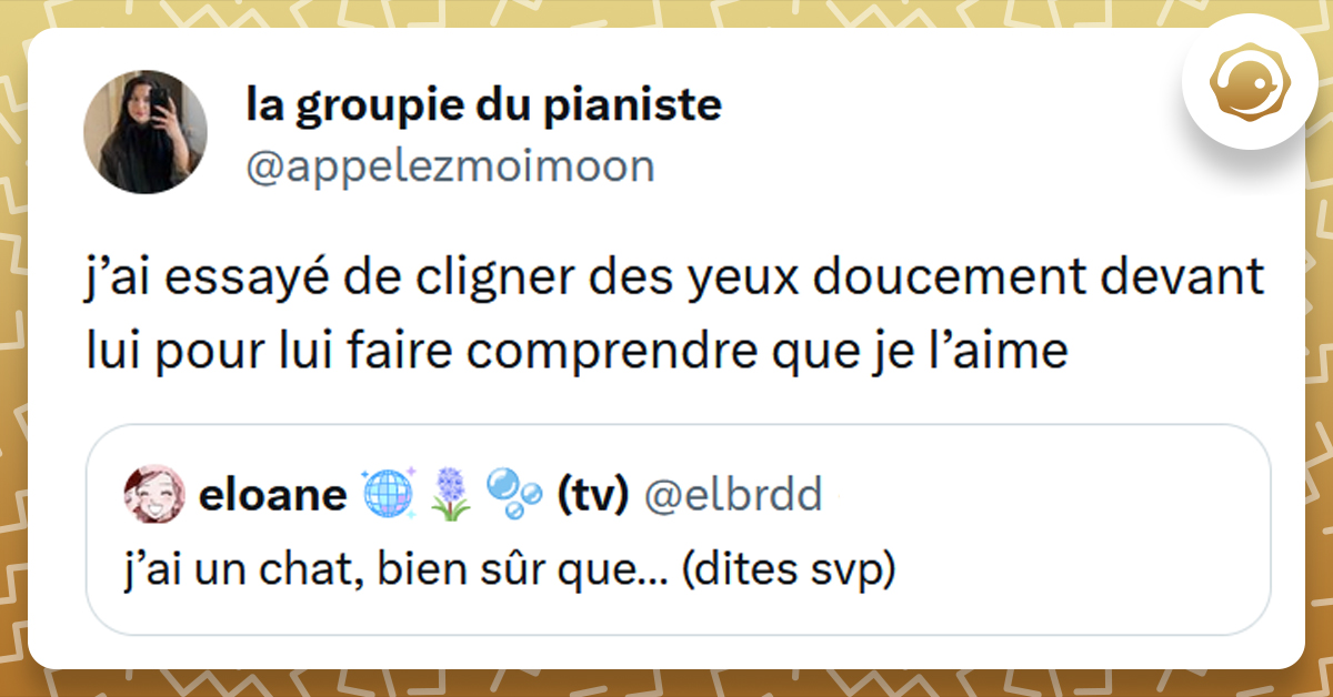 Tweet liseré de jaune de @elbrdd disant "j’ai un chat, bien sûr que…". Tweet @appelezmoimoon répond "j’ai essayé de cligner des yeux doucement devant lui pour lui faire comprendre que je l’aime"