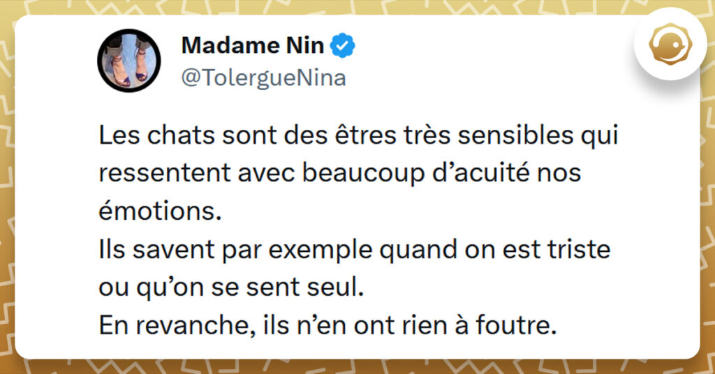 Tweet liseré de jaune de @TolergueNina disant "Les chats sont des êtres très sensibles qui ressentent avec beaucoup d’acuité nos émotions. Ils savent par exemple quand on est triste ou qu’on se sent seul. En revanche, ils n’en ont rien à foutre."