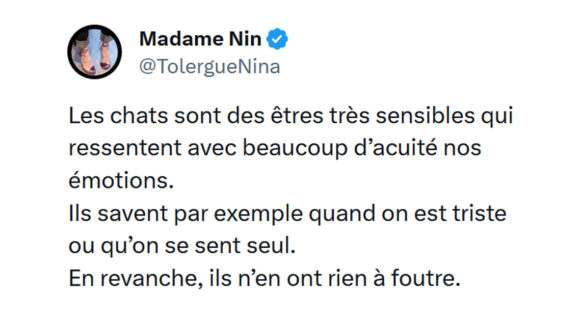 Image de couverture de l'article : Top 15 des tweets les plus drôles sur les chats, ça patoune ou quoi ?