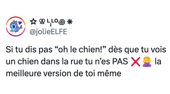 Image de couverture de l'article : Top 15 des meilleurs tweets sur les chiens, les clebs, les cabots, les toutous