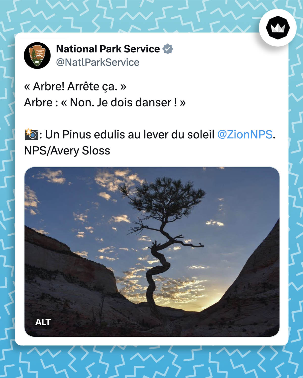 « Arbre! Arrête ça. »
Arbre : « Non. Je dois danser ! »
 : Un Pinus edulis au lever du soleil @ZionNPS. NPS/Avery perte
Accompagné de la photo d'un Pinus edulis dont le tronc fait des zigzags. 