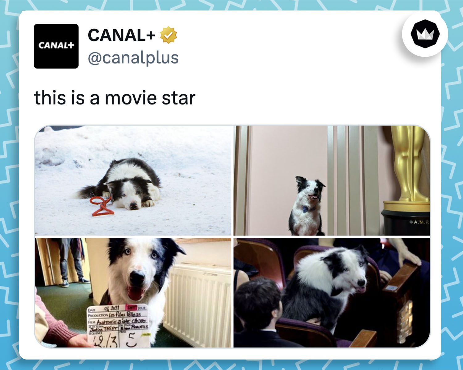 Canalplus : 
"This is a movie star"
avec 4 photos de Messi, le chien qui a joué dans "Anatomie d'une chute".