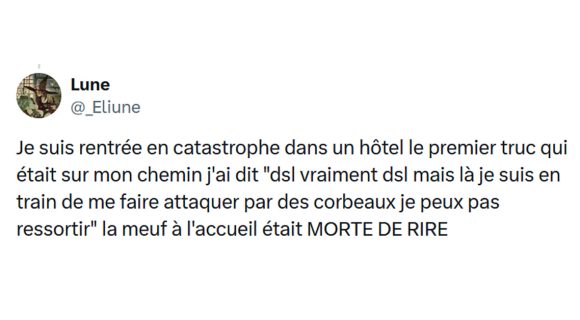 Image de couverture de l'article : Le jour où une nuée de corbeaux m’a pourchassée