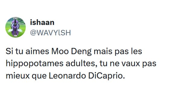 Image de couverture de l'article : Moo Deng, l’hippopotame nain star des réseaux sociaux