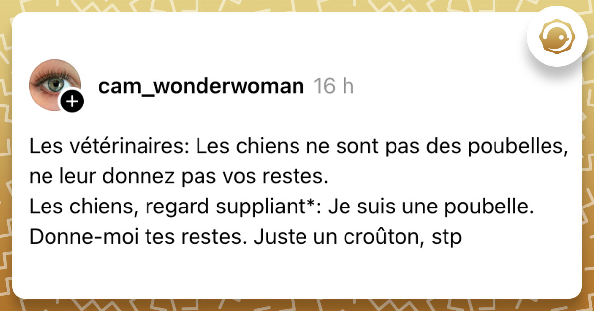 Post de @cam_wonderwoman : "Les vétérinaires: Les chiens ne sont pas des poubelles, ne leur donnez pas vos restes. Les chiens, regard suppliant*: Je suis une poubelle. Donne-moi tes restes. Juste un croûton, stp"