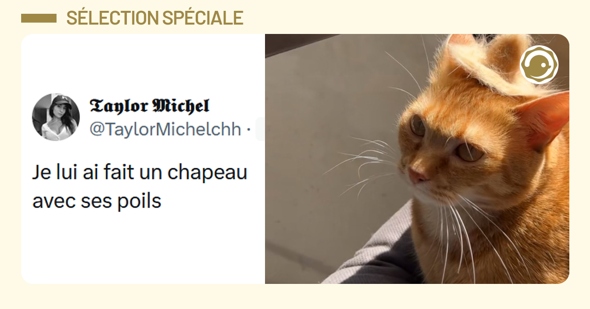 Post liseré de jaune de @TaylorMichelchh disant "Je lui ai fait un chapeau avec ses poils"