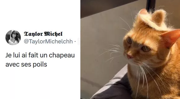 Image de couverture de l'article : Vos 17 meilleurs posts sur les chats (et autres animaux mignons)