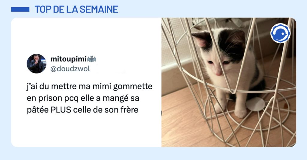 Photo d'un chat enfermé derrière des sortes de barreaux desquels il peut très facilement s'échapper avec, en légende : "j’ai du mettre ma mimi gommette en prison pcq elle a mangé sa pâtée PLUS celle de son frère"
