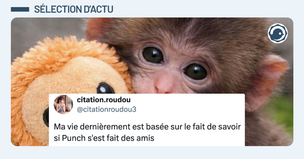 Post vignette de @citationroudou3 disant "Ma vie dernièrement est basée sur le fait de savoir si Punch s'est fait des amis"