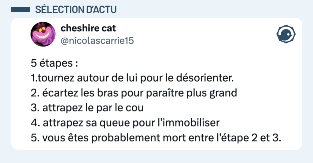 Post vignette de @nicolascarrie15 disant "5 &eacute;tapes : 1.tournez autour de lui pour le d&eacute;sorienter. 2. &eacute;cartez les bras pour para&icirc;tre plus grand 3. attrapez le par le cou 4. attrapez sa queue pour l'immobiliser 5. vous &ecirc;tes probablement mort entre l'&eacute;tape 2 et 3."