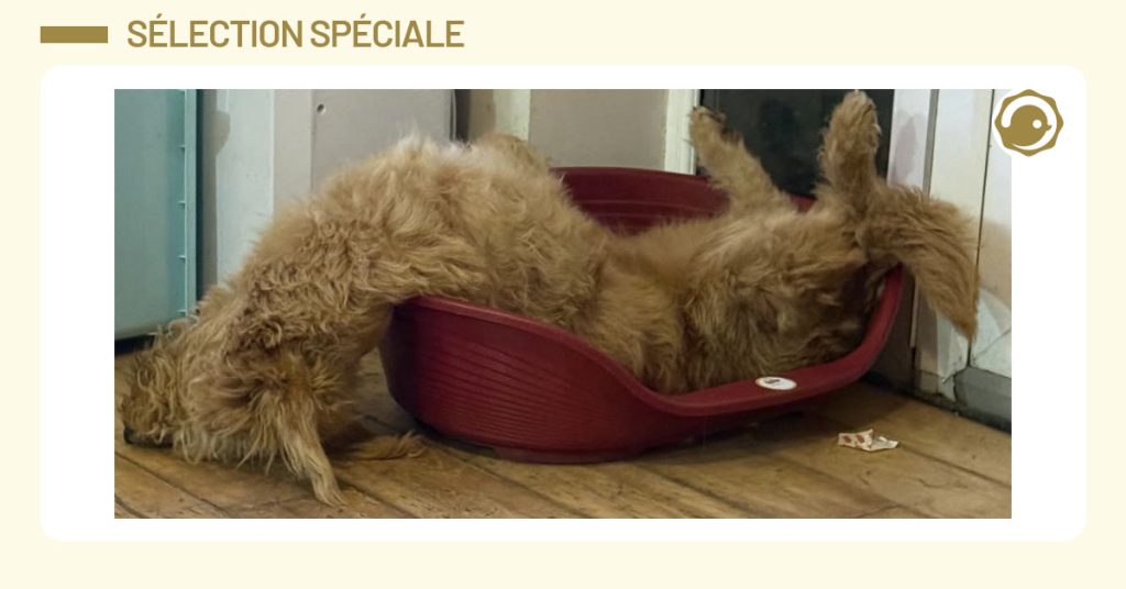 Photo d'un chien couché n'importe comment dans son panier, sur le dos avec la tête qui dépasse de manière complètement tordue.