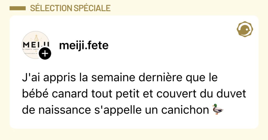Post de @meiji.fete : "J'ai appris la semaine derni&egrave;re que le b&eacute;b&eacute; canard tout petit et couvert du duvet de naissance s'appelle un canichon"