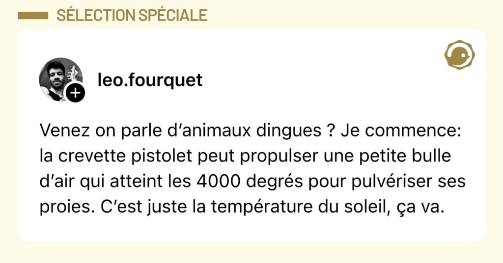 Post de @leo.fourquet : "Venez on parle d’animaux dingues ? Je commence: la crevette pistolet peut propulser une petite bulle d’air qui atteint les 4000 degrés pour pulvériser ses proies. C’est juste la température du soleil, ça va."